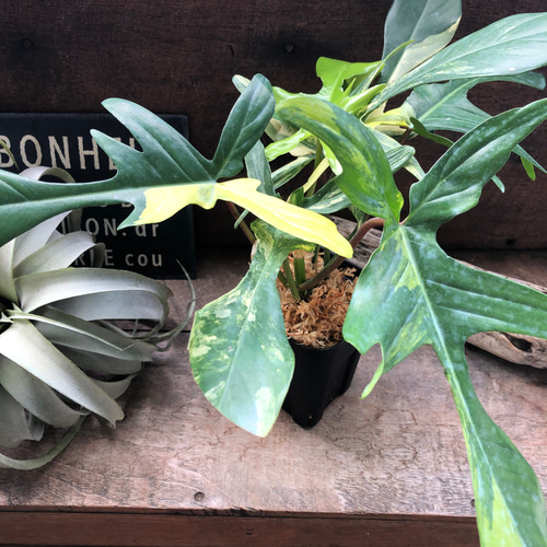 【レア】フィロデンドロン　フロリダビューティーxトータム　斑入り フィロデンドロン フロリダビューティー | GREEN LUCK