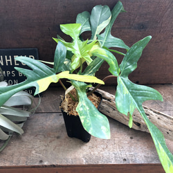 A*M様 ② フィロデンドロン フロリダビューティート ータム 斑入り レア個体 Philodendron Florida beauty variegated フィロデンドロ