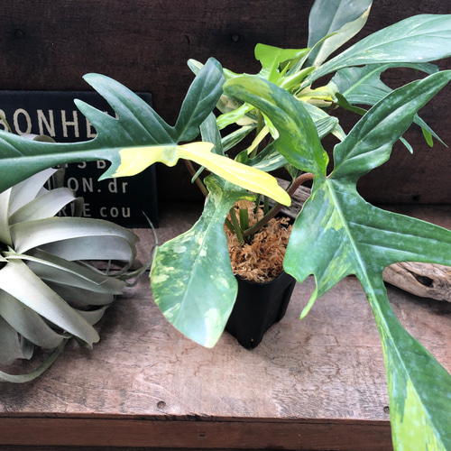 斑入り フィロデンドロン フロリダ ビューティー バリエガータ アート