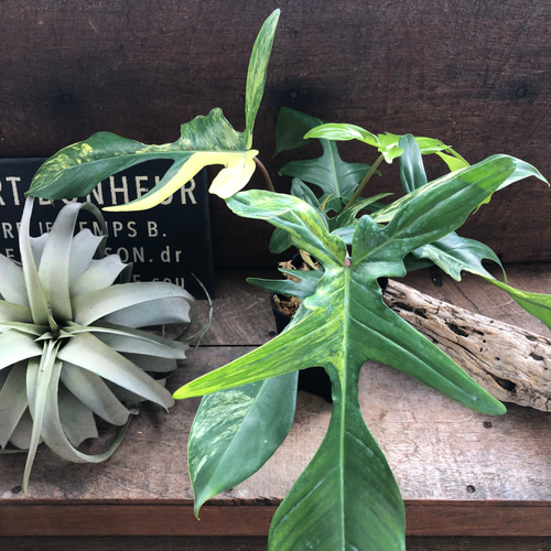 斑入り フィロデンドロン フロリダ ビューティー バリエガータ アート