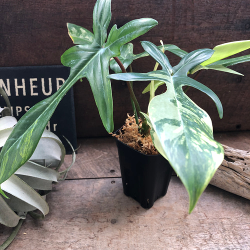 本日限定価格！　フィロデンドロン　フロリダビューティー × トータム　斑入り 現品］※売約済※ フィロデンドロン フロリダビューティー 斑入り その他