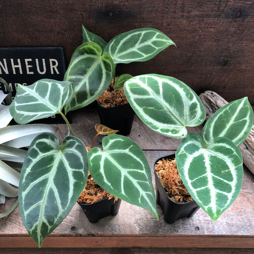 大特価 アンスリウム♡ ×マグニフィカム♡Skg SKGシルバーハイブリッド その他観葉植物