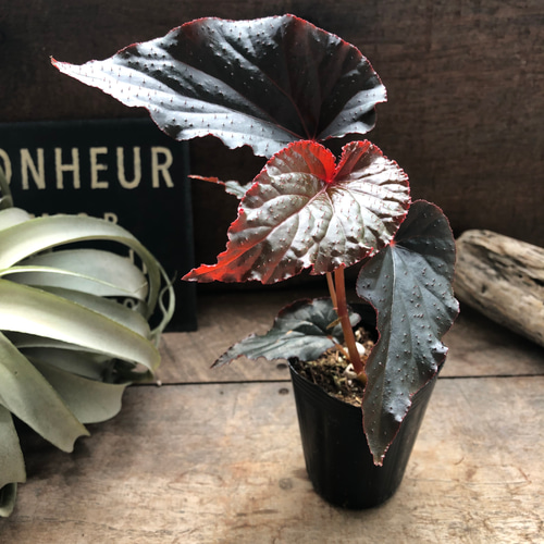 木立性ベゴニア♡ブラックドラゴン♡レア品種♡観葉植物♡インテリア