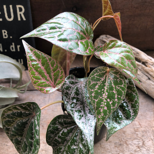 ピペル SPピンク♡オルナツム♡観葉植物♡コショウ科♡希少♡ビロード