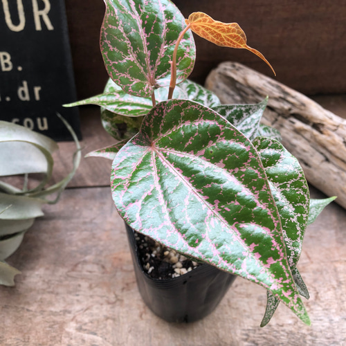 ピペル SPピンク♡オルナツム♡観葉植物♡コショウ科♡希少♡ビロード