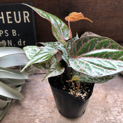 ピペル SPピンク♡オルナツム♡観葉植物♡コショウ科♡希少♡ビロード