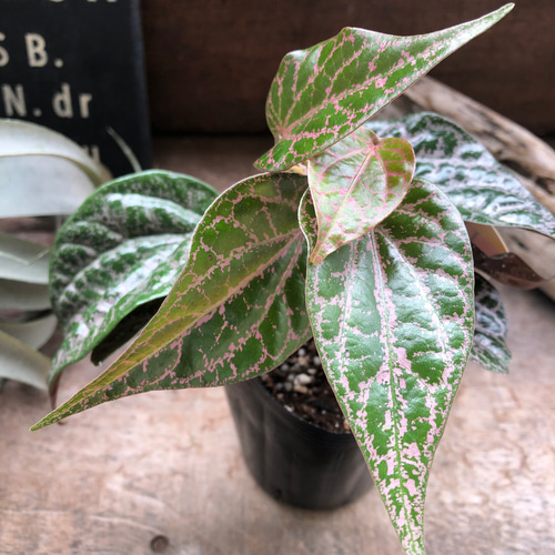 ピペル SPピンク♡オルナツム♡観葉植物♡コショウ科♡希少♡ビロード