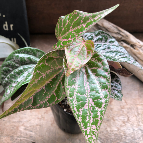 ピペル SPピンク♡オルナツム♡観葉植物♡コショウ科♡希少♡ビロード