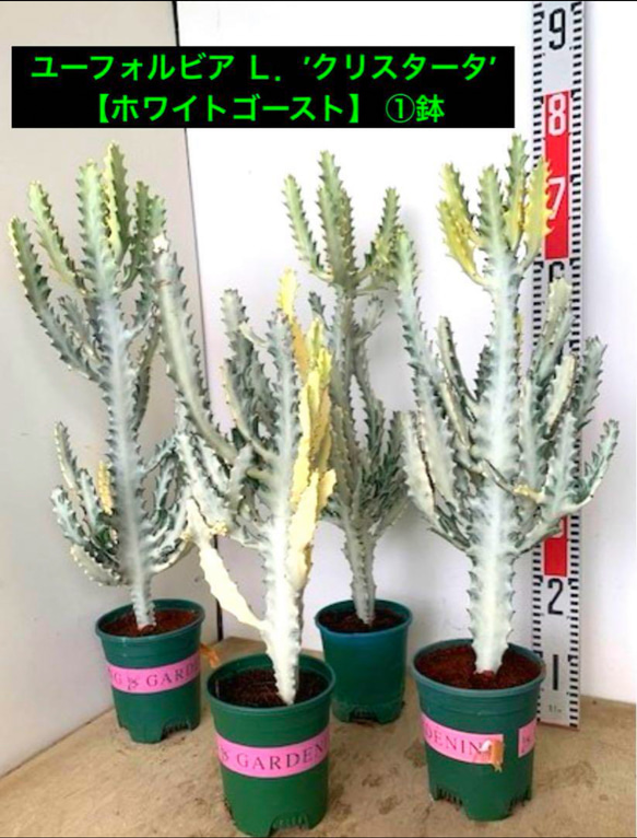 ユーフォルビア L.'クリスタータ' 【ホワイトゴースト】 ①鉢 ユーフォルビア L.'クリスタータ' 【ホワイトゴースト】 ①鉢