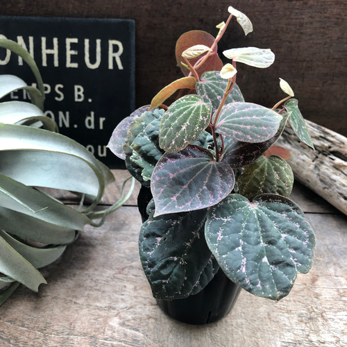 超希少♡新品種♡ピペル SPピンク♡丸葉♡観葉植物♡コショウ科♡希少
