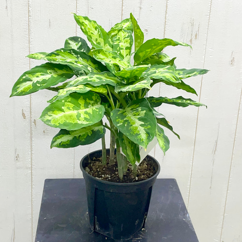LA便 Aglaonema pictum tricolor LA1218-03b アグラオネマ