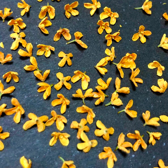 キンモクセイ 600輪 ドライフラワー 1枚目の画像