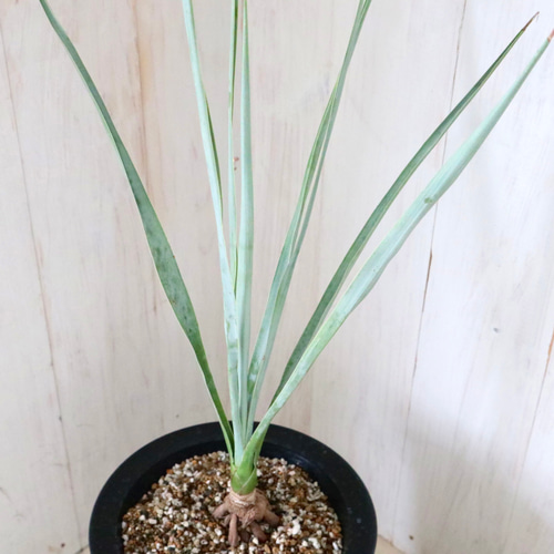 ユッカ♡ロストラータ♡ブルーベルベット♡ロックガーデン