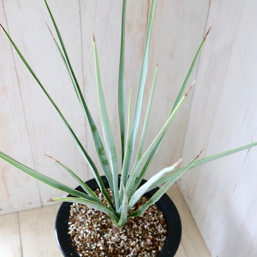 ユッカ♡ロストラータ♡ブルーベルベット♡ロックガーデン♡ アート