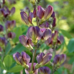 樹花 フロックス #phlox 「協調」「合意」といった花言葉のように、1