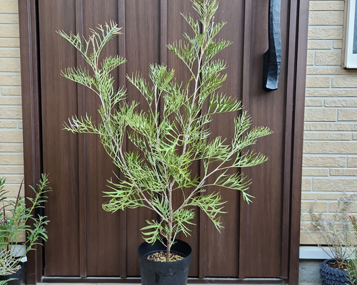 グレビレア サパーブ 鉢植え オージープランツ 大苗 盆栽 fleurir