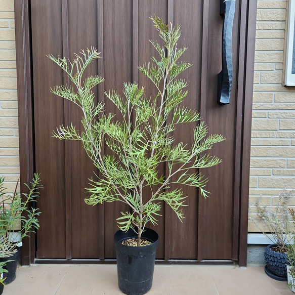 グレビレア サパーブ 鉢植え オージープランツ 大苗 盆栽 fleurir