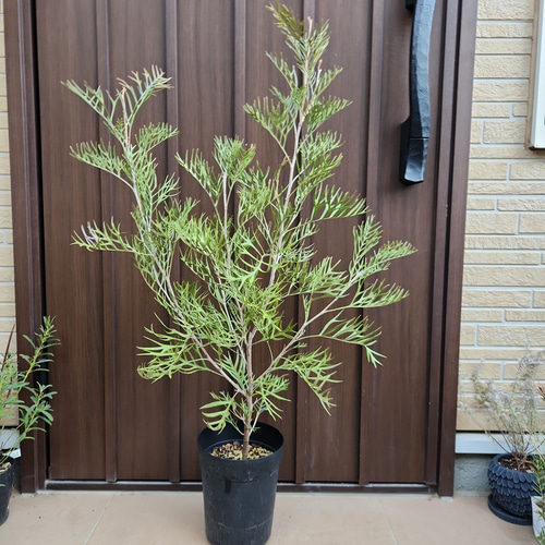 グレビレア　グレープ　② オージープランツ　グレープ　グレビレア　苗 グレビレア サパーブ 鉢植え オージープランツ 大苗 盆栽