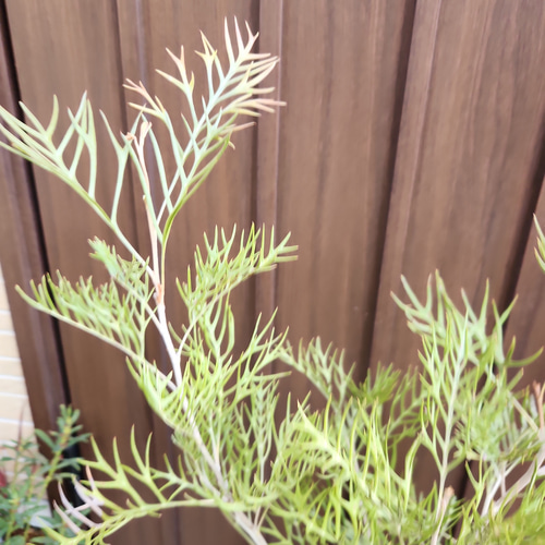 グレビレア サパーブ 鉢植え オージープランツ 大苗 盆栽