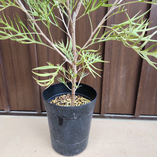 グレビレア　グレープ　オージープランツ　グレープ　グレビレア　苗 花苗 観葉植物：グレビレア サパーブ*8号 オージープランツ