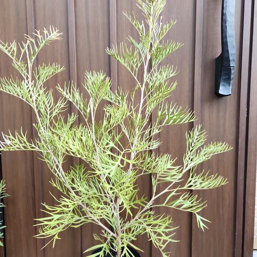 グレビレア サパーブ 鉢植え オージープランツ 大苗 盆栽