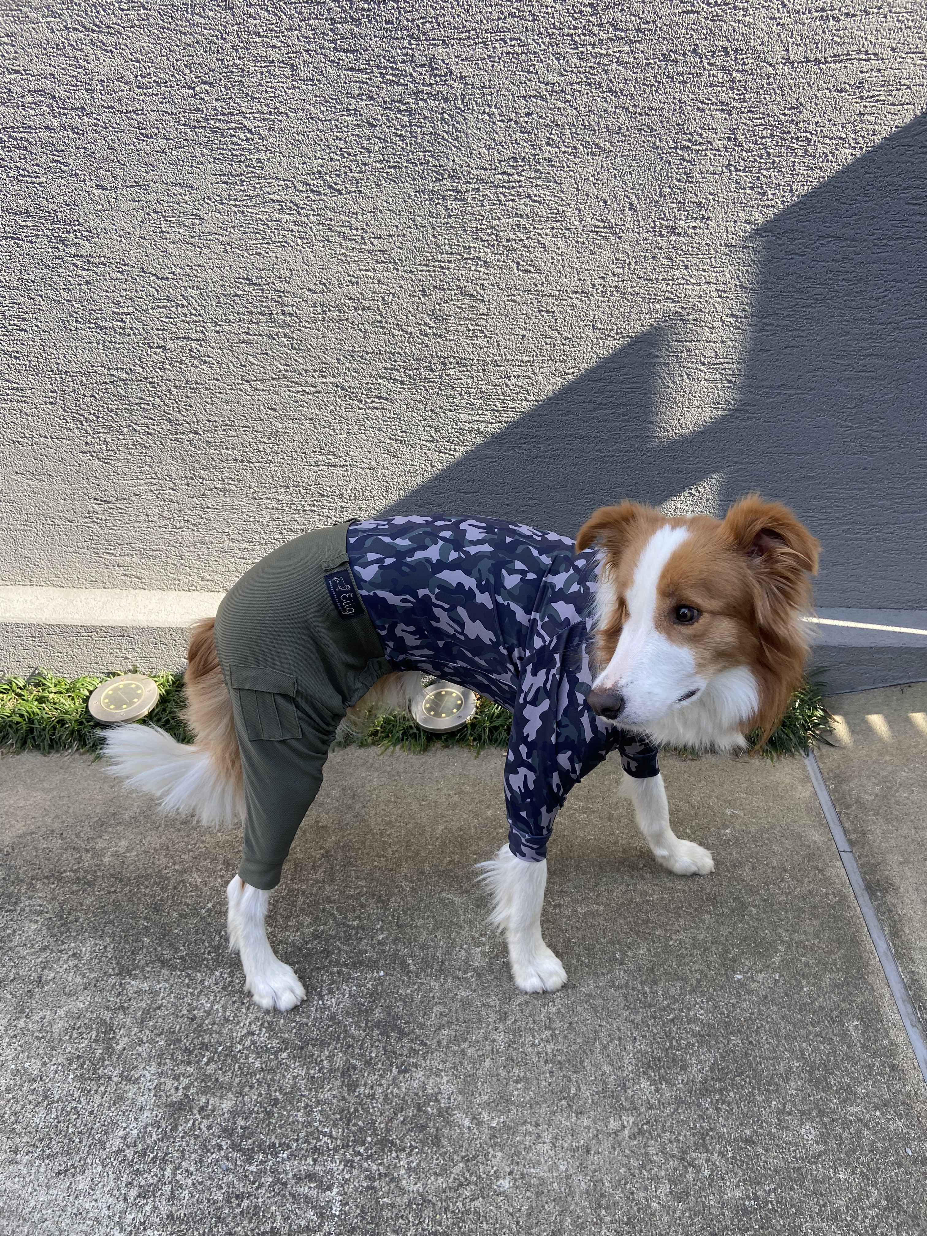 アクティブなワンちゃん用ロンパース　（青チェックロンパース）