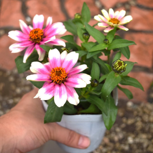 ジニア「プロフュージョン チェリーバイカラー」 ピンク 花苗 花 苗