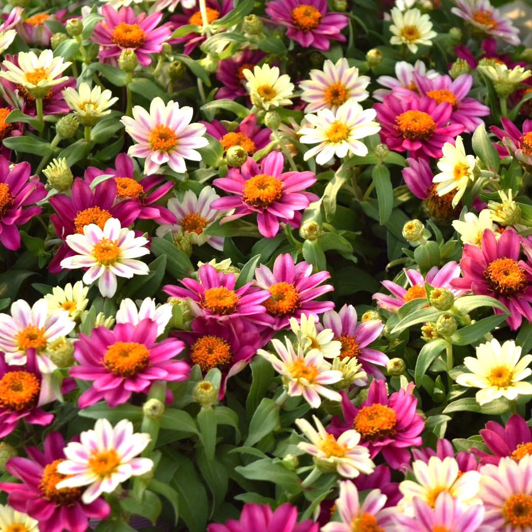 ジニア「プロフュージョン チェリーバイカラー」 ピンク 花苗 花 苗