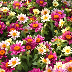 ジニア バイカラー ピンク×ホワイト 【抜き苗】いちごミルクみたいに可愛いお花 ジニア バイカラー ピンク×ホワイト 【抜き苗】いちごミルク