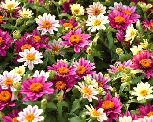 ジニア バイカラー ピンク×ホワイト 【抜き苗】いちごミルクみたいに可愛いお花 ジニア バイカラー ピンク×ホワイト 【抜き苗】いちごミルク