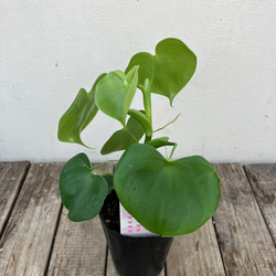 ハートフィロデンドロン＊グラジエラエ＊観葉植物＊送料込み価格＊ 6枚目の画像