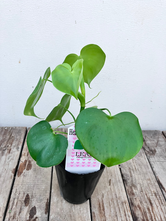 ハートフィロデンドロン＊グラジエラエ＊観葉植物＊送料込み価格＊ 1枚目の画像