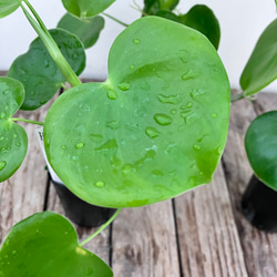 ハートフィロデンドロン＊グラジエラエ＊観葉植物＊送料込み価格＊ 7枚目の画像