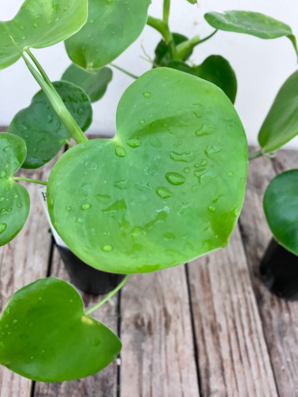 ハートフィロデンドロン＊グラジエラエ＊観葉植物＊送料込み価格＊ 7枚目の画像