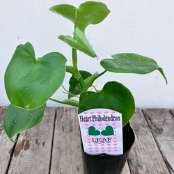 ハートフィロデンドロン＊グラジエラエ＊観葉植物＊送料込み価格＊ 9枚目の画像