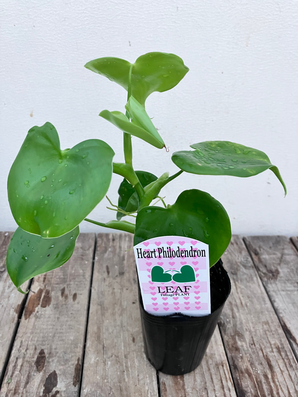ハートフィロデンドロン＊グラジエラエ＊観葉植物＊送料込み価格＊ 9枚目の画像