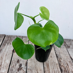 ハートフィロデンドロン＊グラジエラエ＊観葉植物＊送料込み価格＊ 11枚目の画像