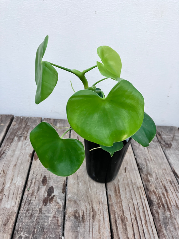 ハートフィロデンドロン＊グラジエラエ＊観葉植物＊送料込み価格＊ 11枚目の画像