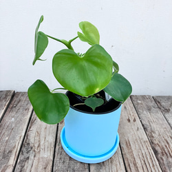 ハートフィロデンドロン＊グラジエラエ＊観葉植物＊送料込み価格＊ 14枚目の画像