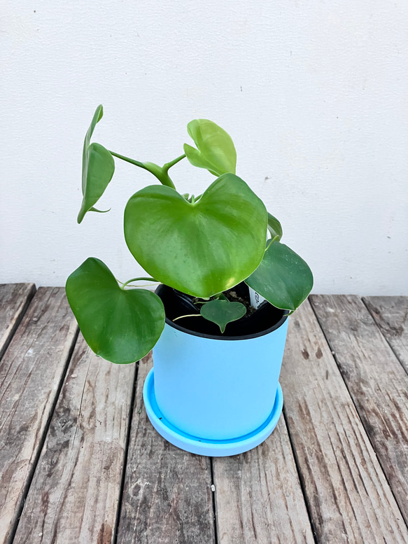 ハートフィロデンドロン＊グラジエラエ＊観葉植物＊送料込み価格＊ 14枚目の画像