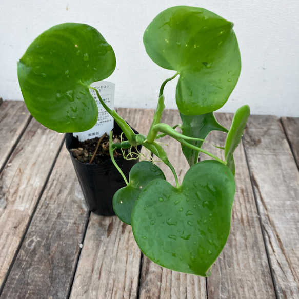 ハートフィロデンドロン＊グラジエラエ＊観葉植物＊送料込み価格＊ 4枚目の画像