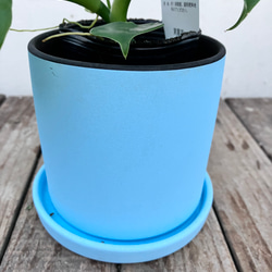 ハートフィロデンドロン＊グラジエラエ＊観葉植物＊送料込み価格＊ 13枚目の画像