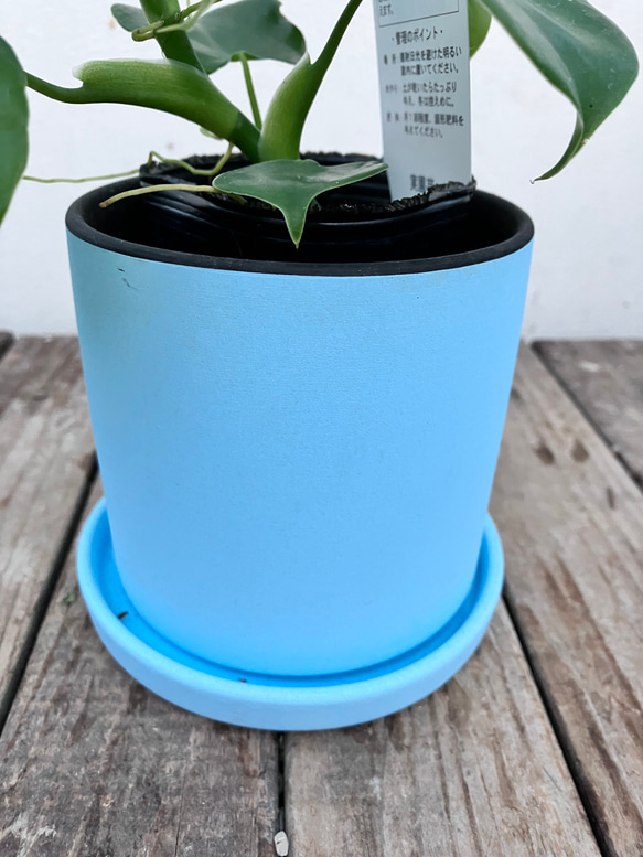ハートフィロデンドロン＊グラジエラエ＊観葉植物＊送料込み価格＊ 13枚目の画像