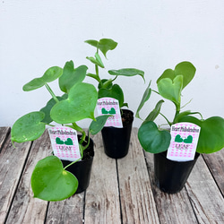 ハートフィロデンドロン＊グラジエラエ＊観葉植物＊送料込み価格＊ 8枚目の画像