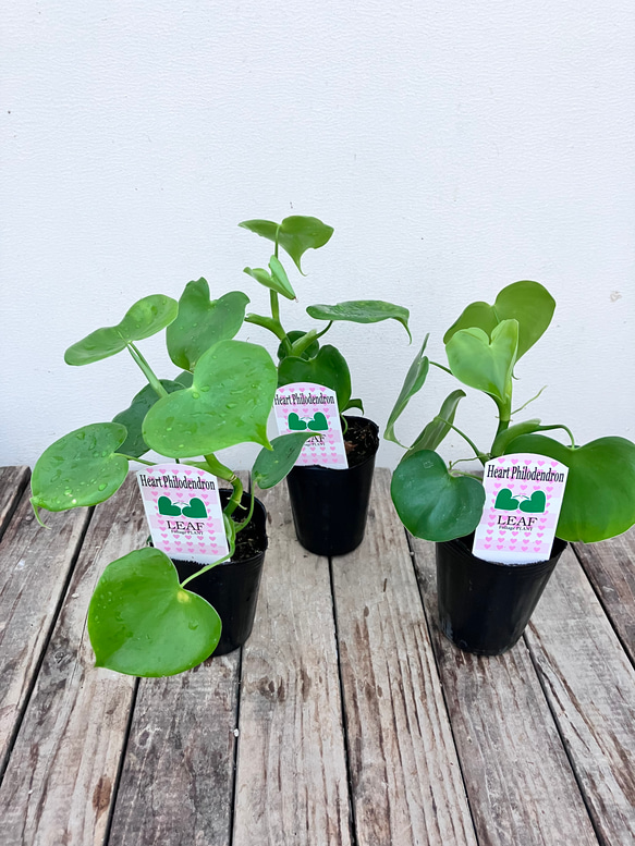 ハートフィロデンドロン＊グラジエラエ＊観葉植物＊送料込み価格＊ 8枚目の画像