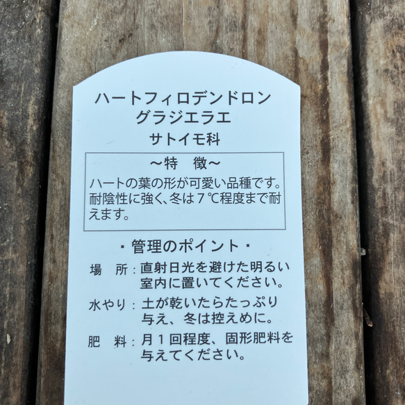 ハートフィロデンドロン＊グラジエラエ＊観葉植物＊送料込み価格＊ 12枚目の画像