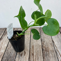 ハートフィロデンドロン＊グラジエラエ＊観葉植物＊送料込み価格＊ 3枚目の画像