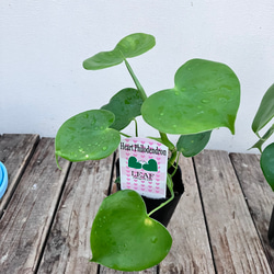 ハートフィロデンドロン＊グラジエラエ＊観葉植物＊送料込み価格＊ 5枚目の画像
