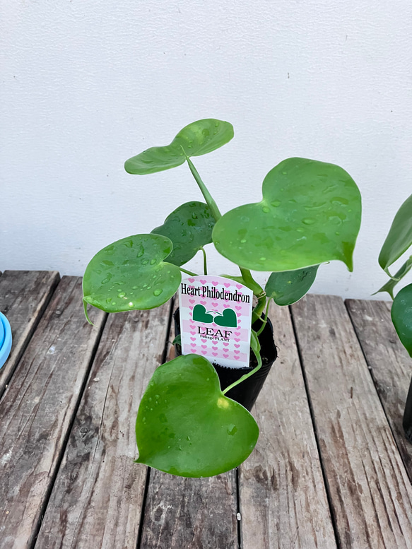 ハートフィロデンドロン＊グラジエラエ＊観葉植物＊送料込み価格＊ 5枚目の画像