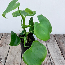 ハートフィロデンドロン＊グラジエラエ＊観葉植物＊送料込み価格＊ 10枚目の画像